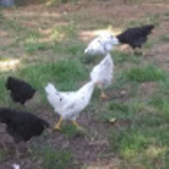 Meet your Posher, Abbey - Picture 1 of 1